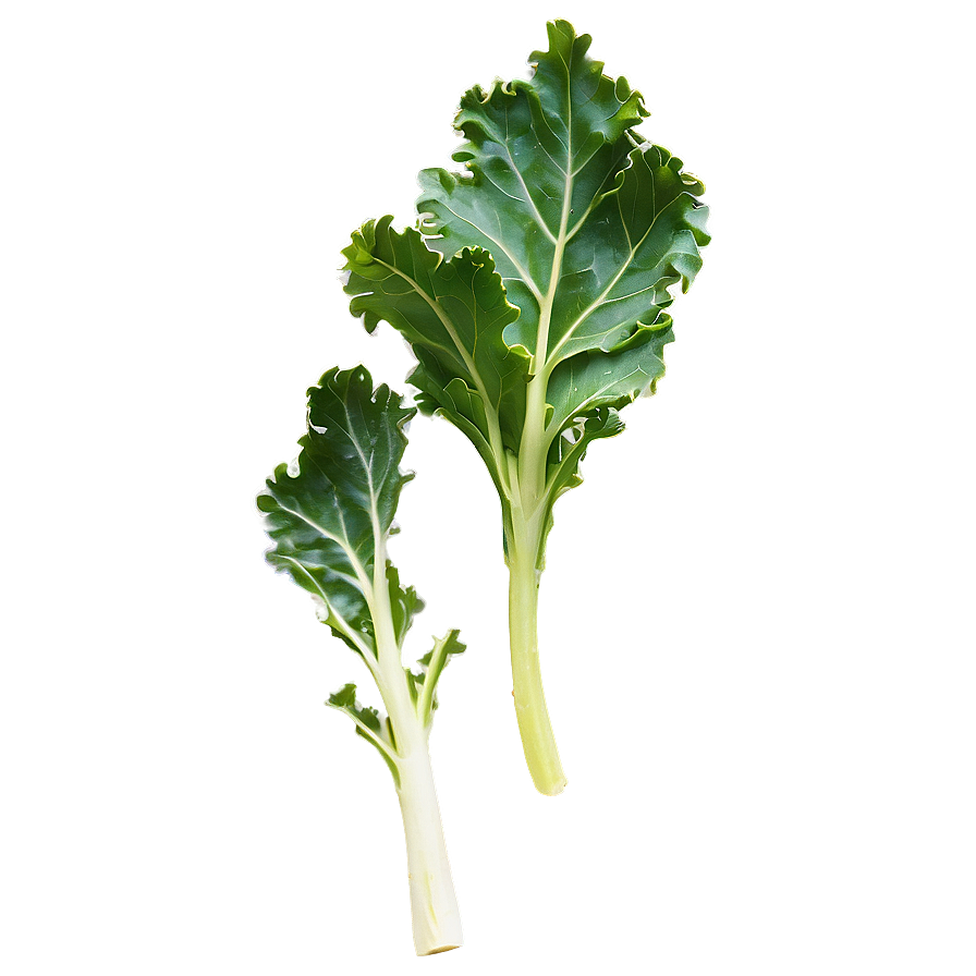 Wild Kale Png 06252024