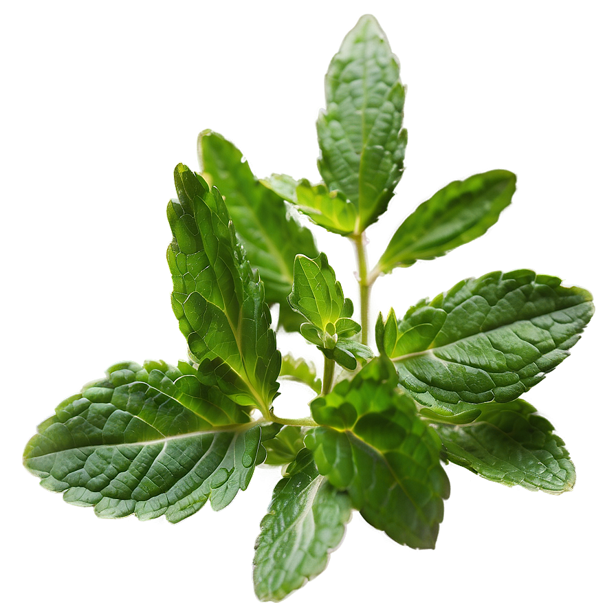 Wild Mint Leaves Png 06262024