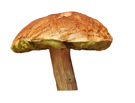Wild Mushroom Against Black Background PNG with transparent background