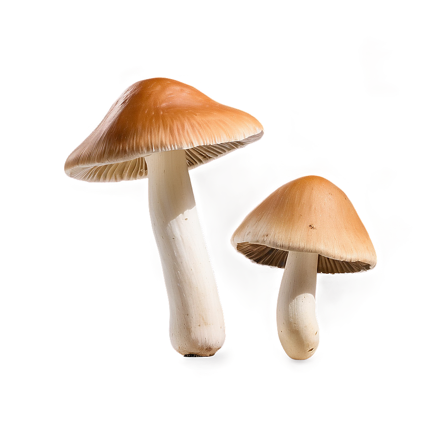 Wild Mushrooms PNG 85 PNG with transparent background