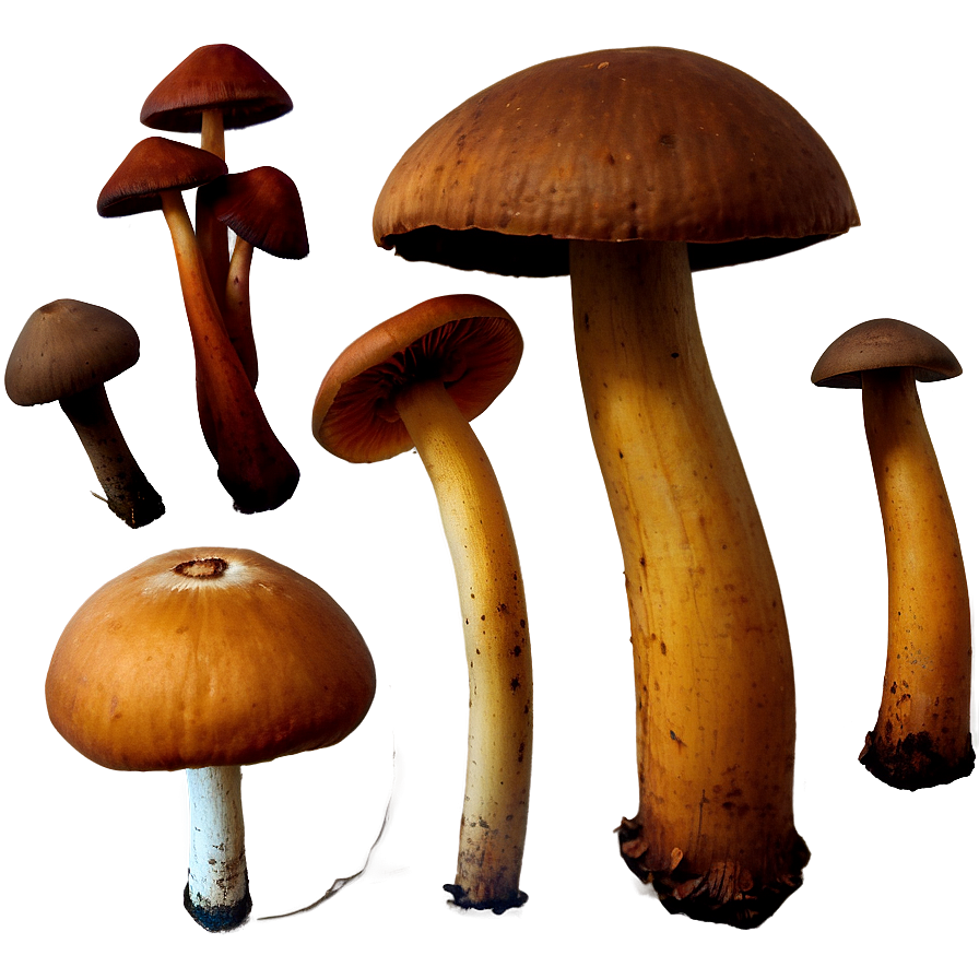 Wild Mushrooms PNG hxf58 PNG with transparent background