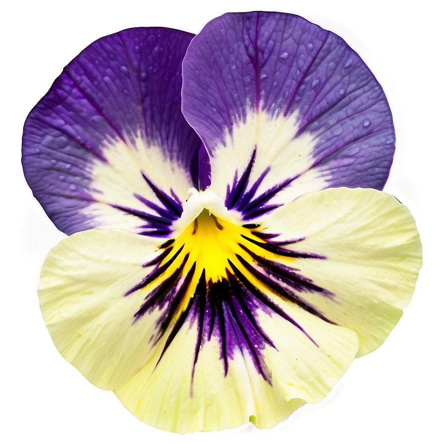 Wild Pansy Png Acw67