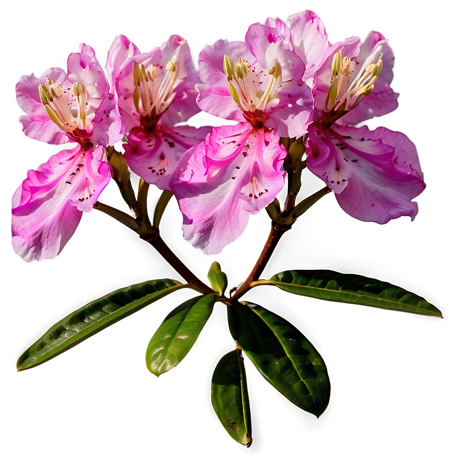 Wild Rhododendron Png Cgm