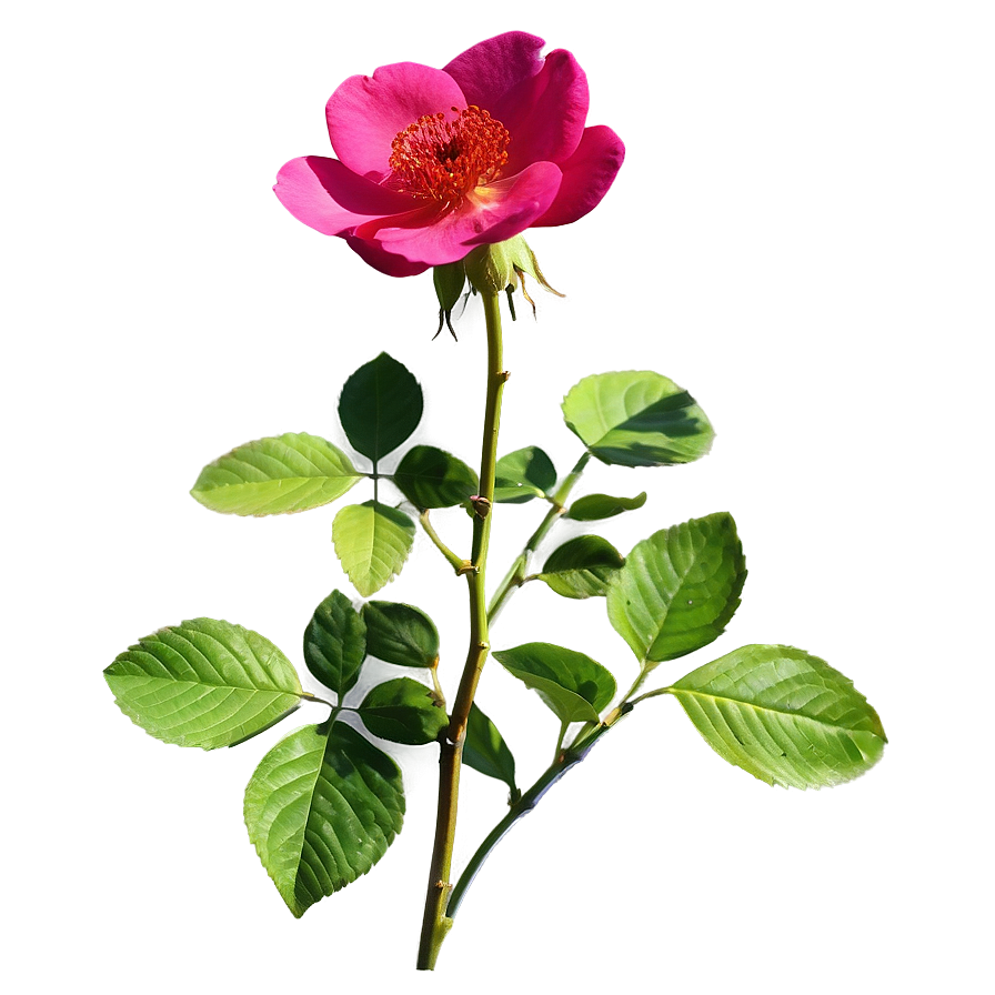 Wild Rose Png 04292024