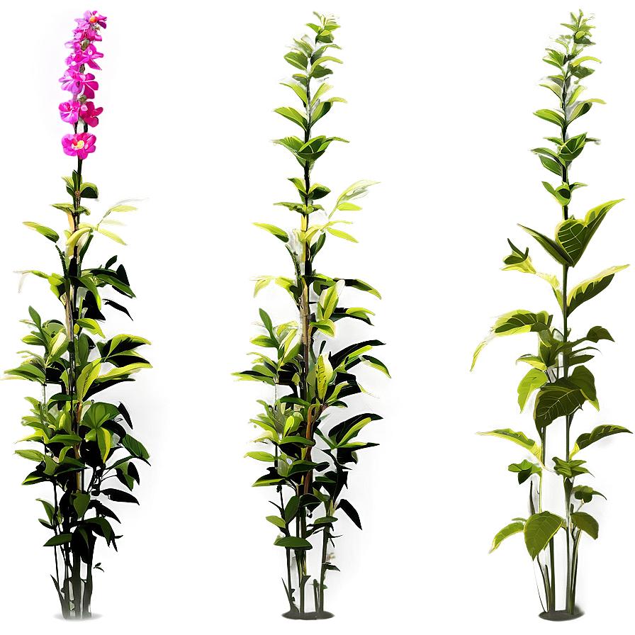 Wild Tall Plant Png Gxh