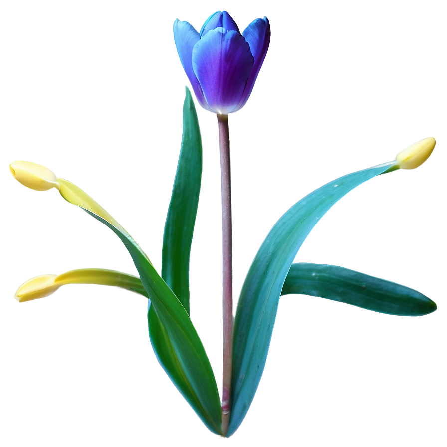 Wild Tulip Png 21