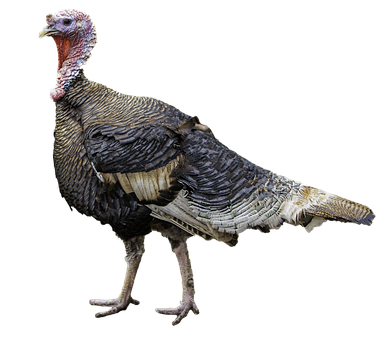 Wild Turkey Isolatedon Black Background PNG with transparent background
