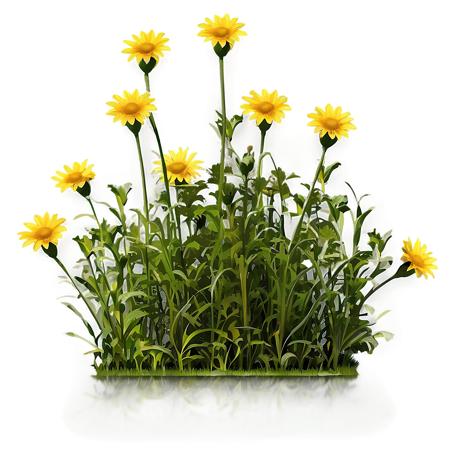 Wild Yellow Daisy Meadow Png 06292024