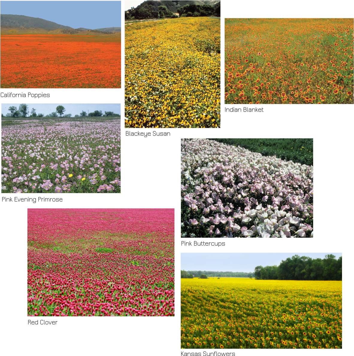 Wildflower Collage Variety Fields