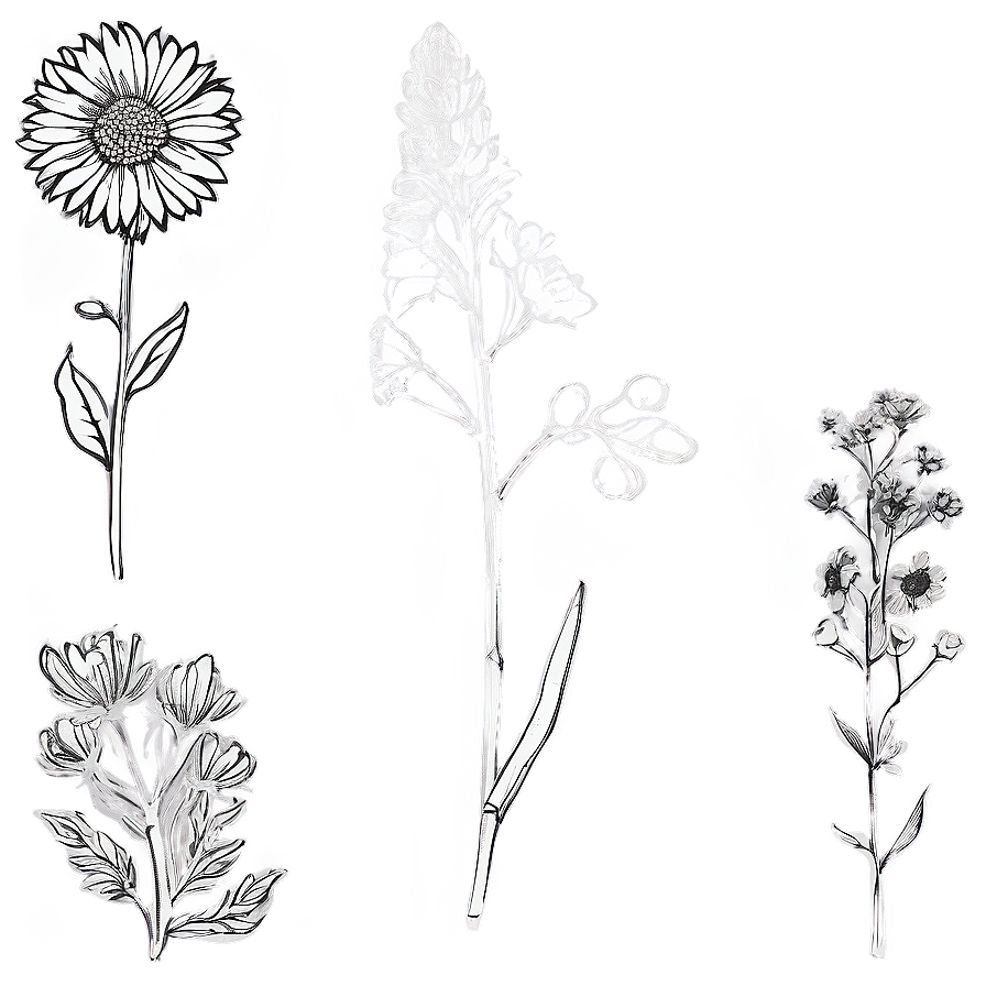 Wildflower Outline Sketch Png Jep99