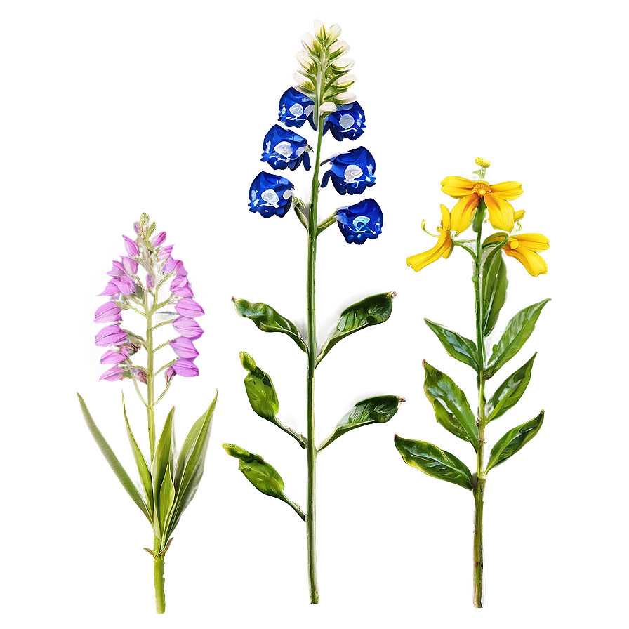 Wildflowers of the Valley PNG 71 PNG with transparent background