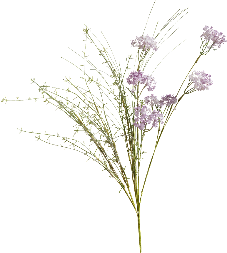 Meadow Flowers Png, Transparent Png PNG with transparent background
