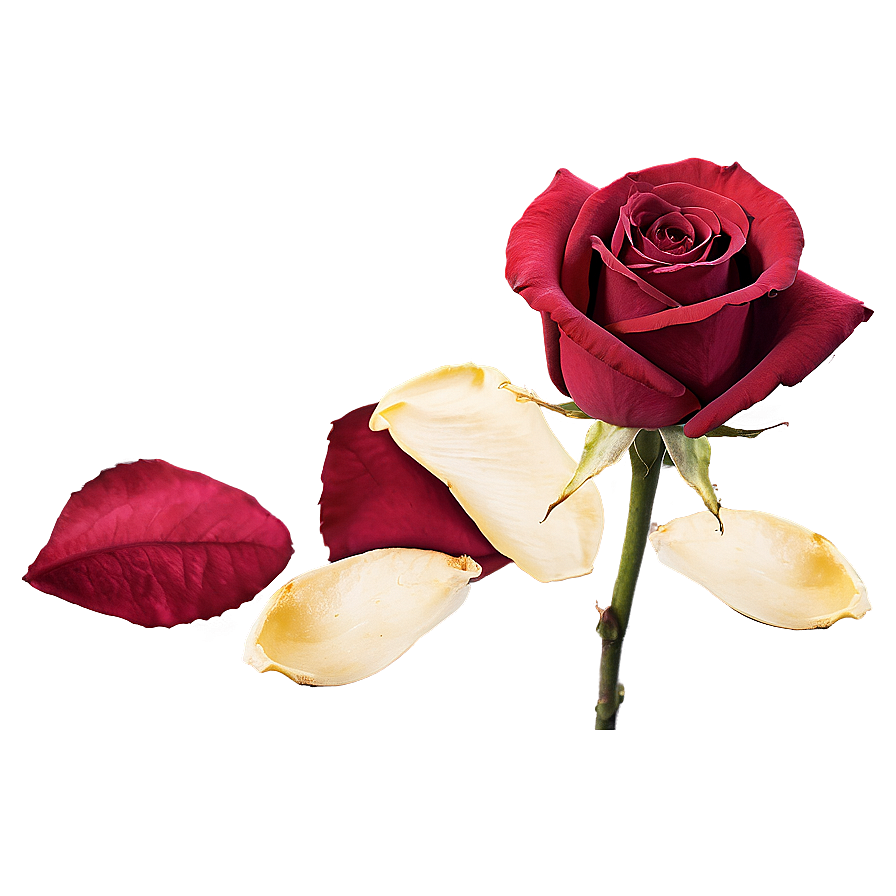 Wilted Rose Petals Png 28