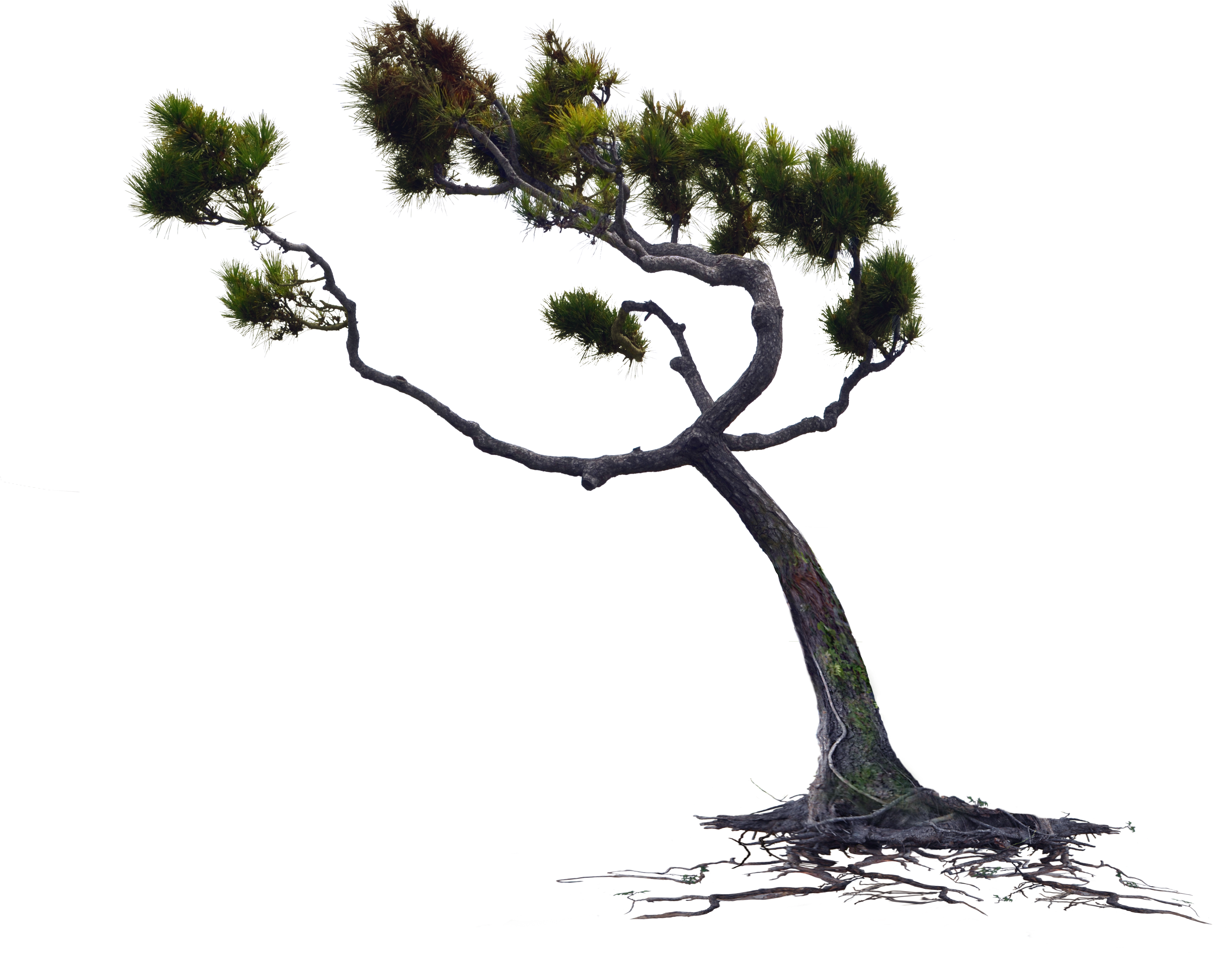 Windblown Owlkids Wind Blown Pine Tree Png Stock Photo - Tree Blowing In The Wind Png, Transparent Png PNG with transparent background