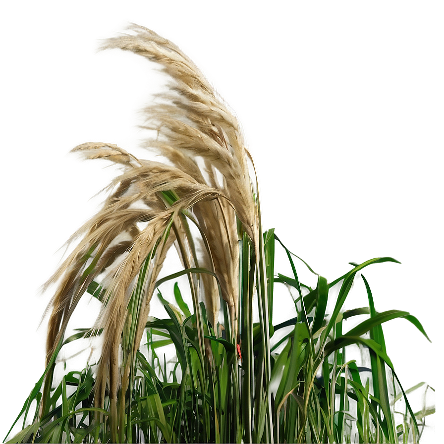 Windblown Grass Field Png 04292024