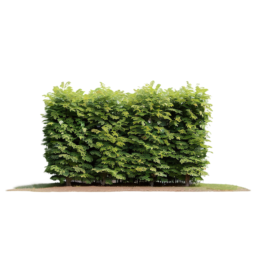 Windbreak Shrubs Png 43