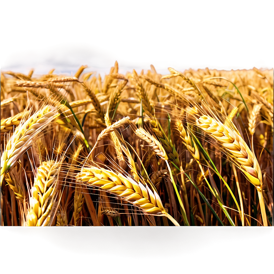 Windy Wheat Field Waves Png Hev32