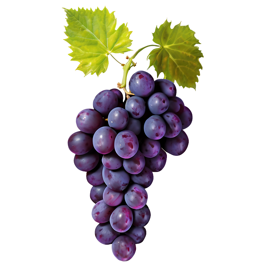 Wine Grape Png 05212024