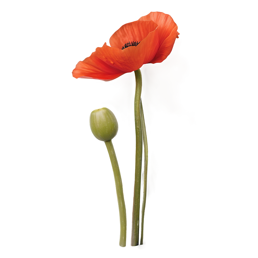 Winsome Poppy Png 06202024