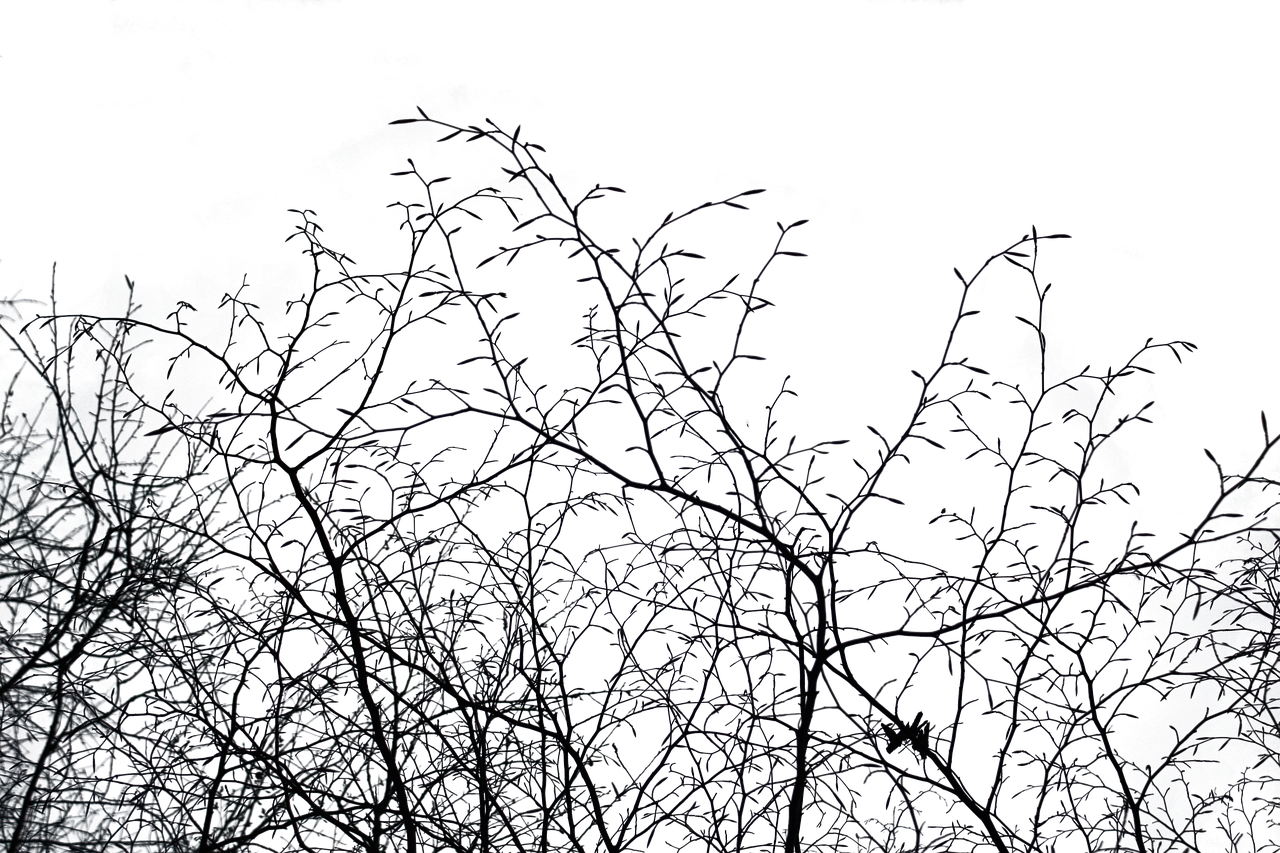 Winter Branches Silhouette.jpg PNG with transparent background