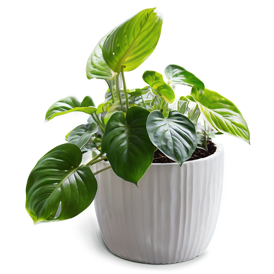 Winter Care For Indoor Pothos Png 06272024