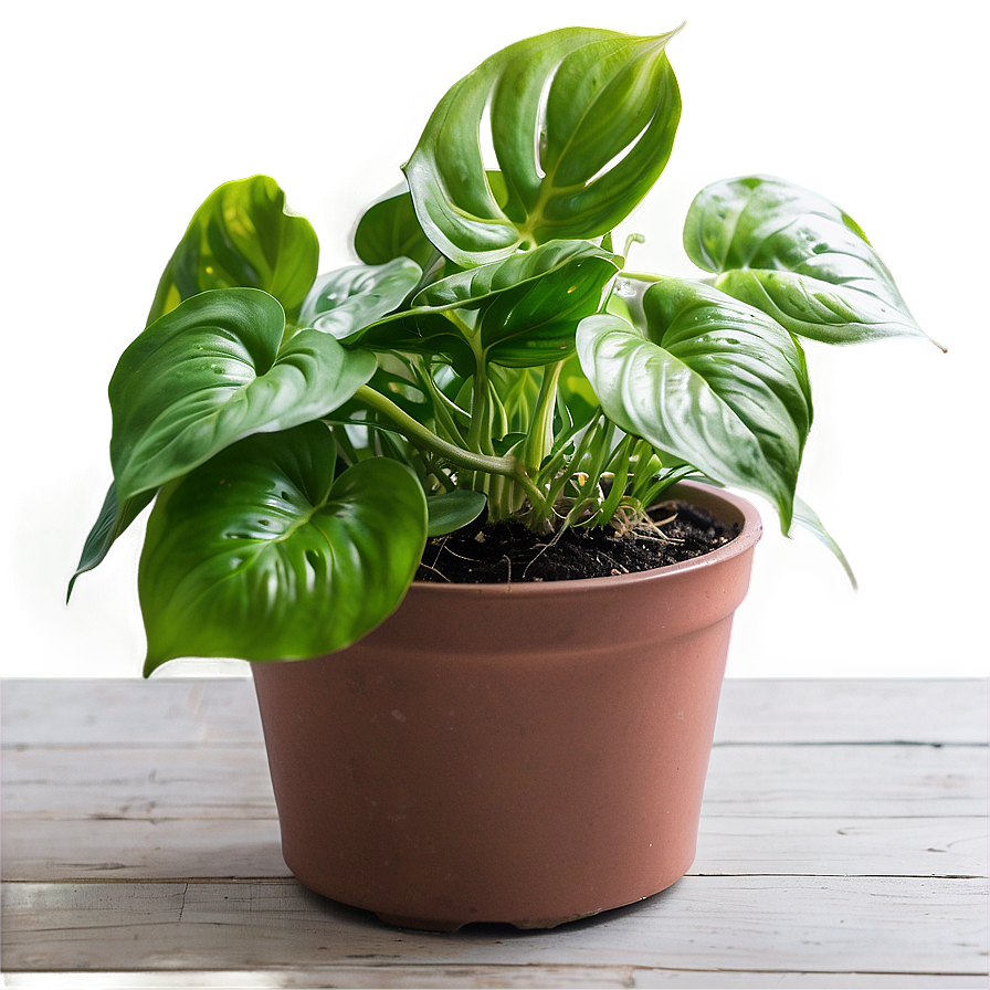 Winter Care For Indoor Pothos Png Nqj47