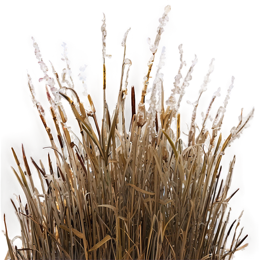 Winter Dead Grass Png Rle98