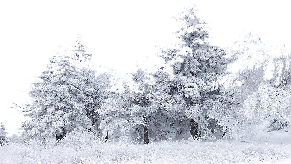 Winter_ Forest_ Snow_ Covered_ Trees