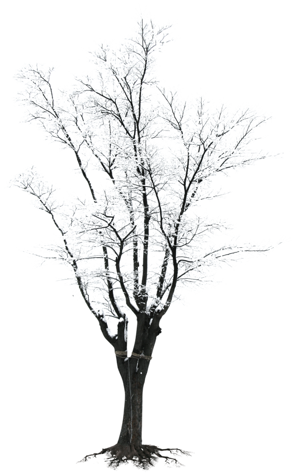 Winter Frosted Tree Silhouette.png