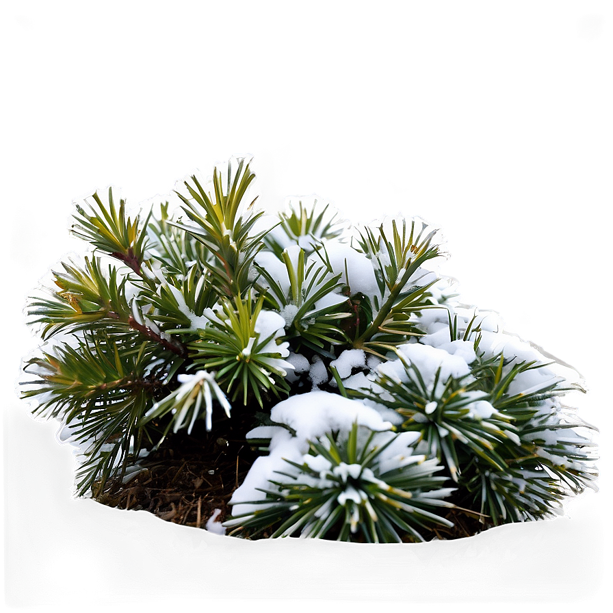 Winter Hardy Shrubs PNG 06122024 PNG image with a transparent background, free high-resolution download