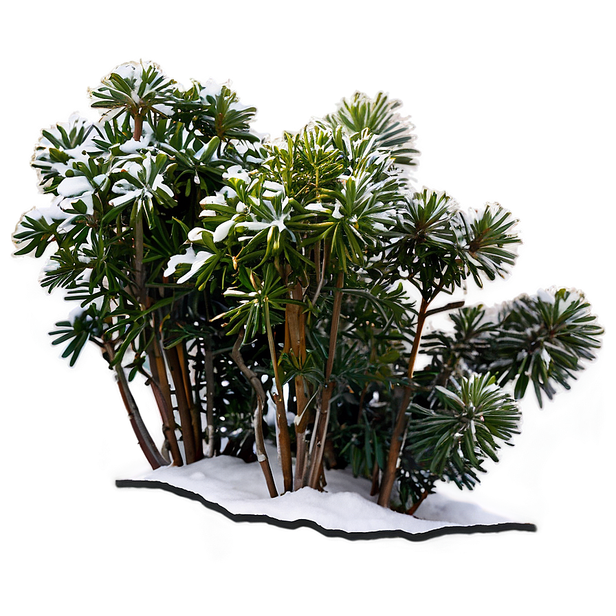 Winter Hardy Shrubs Png Vub76