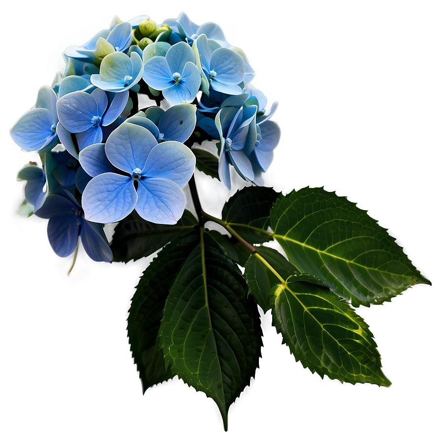 Winter Hydrangea Png 05242024