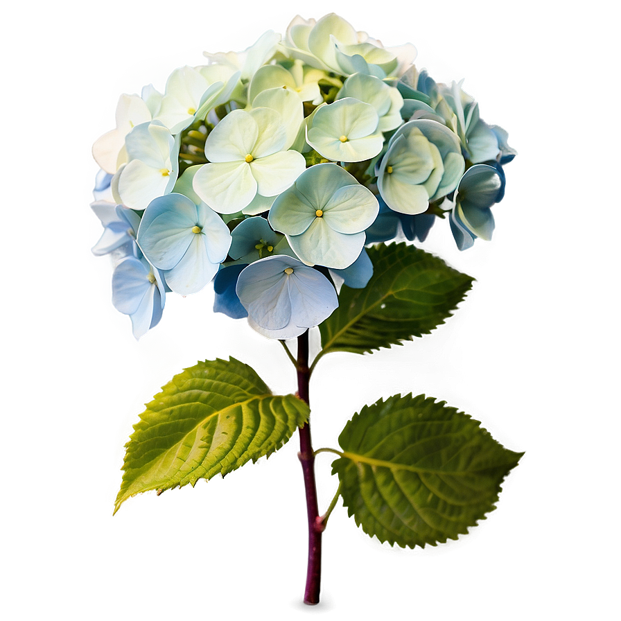 Winter Hydrangea Png Rir87