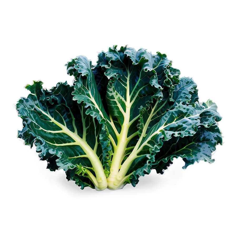 Winter Kale Png 39