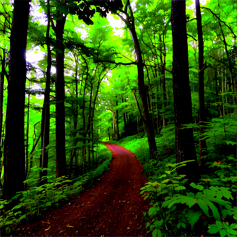 Wisconsin Forest Trail Png 47