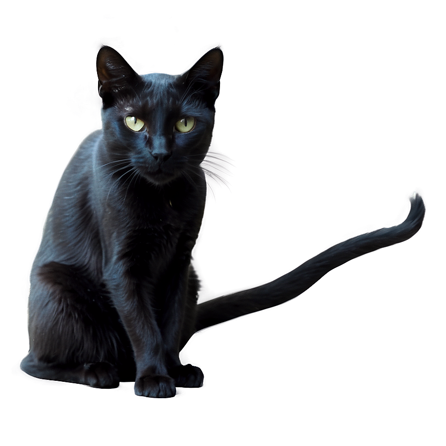 Witch Black Cat Png 05062024