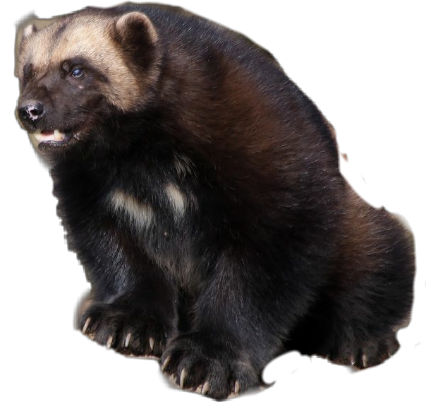 #wolverine #gulogulo #skunkbear - Wolverine, HD Png Download PNG with transparent background