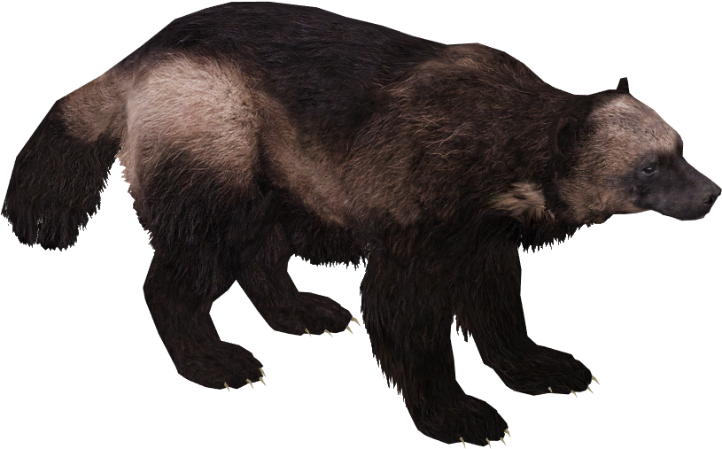 Wolverine_ Animal_ Walking_ Profile_ View.png