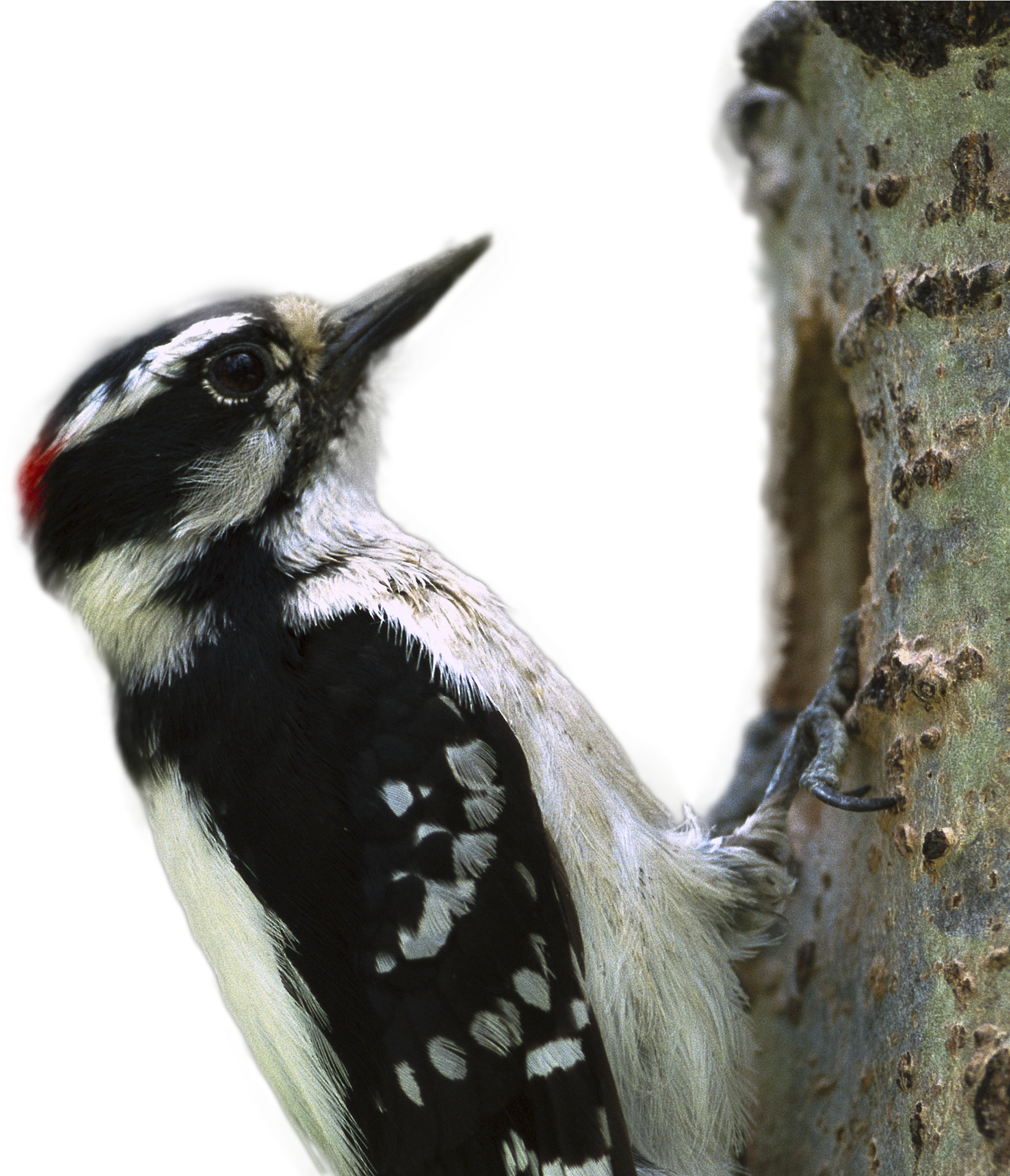 Woodpecker Clinging To Tree