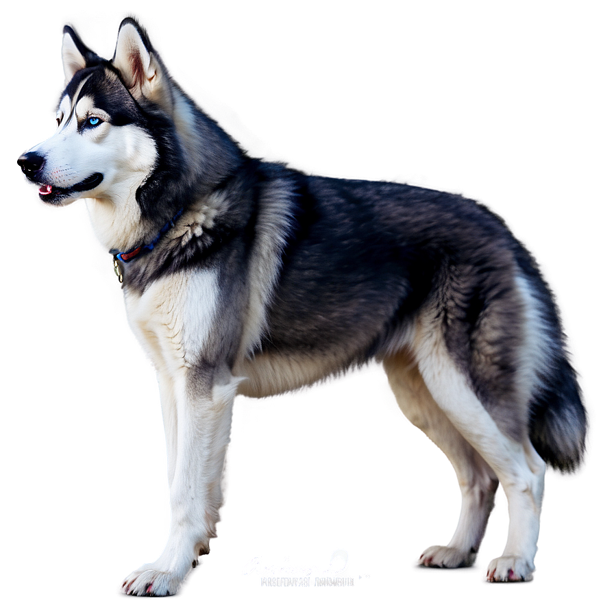 Wooly Siberian Husky Png Yhs1