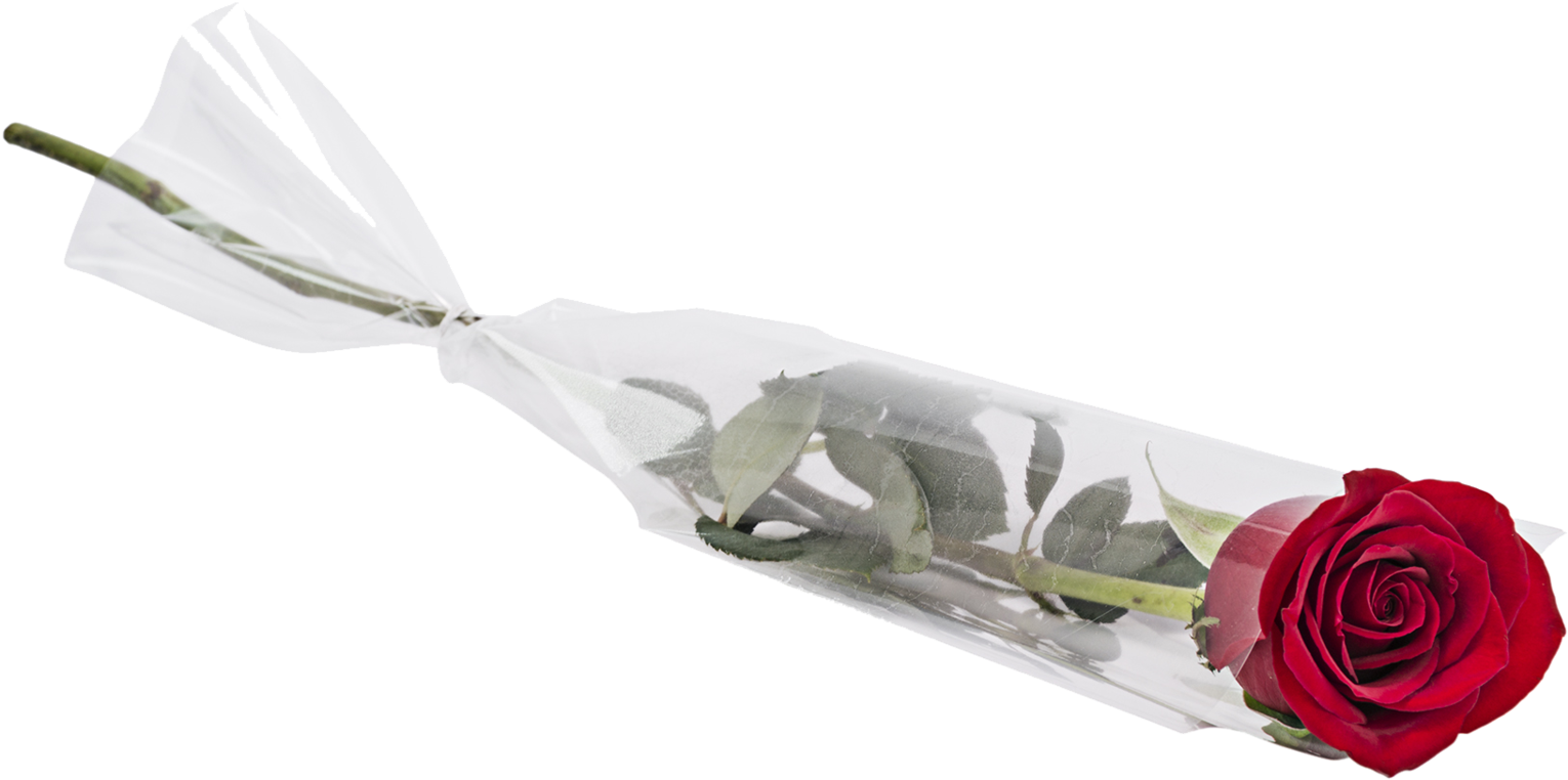 Png Transparent Single Flower, Png Download PNG image with a transparent background, free high-resolution download