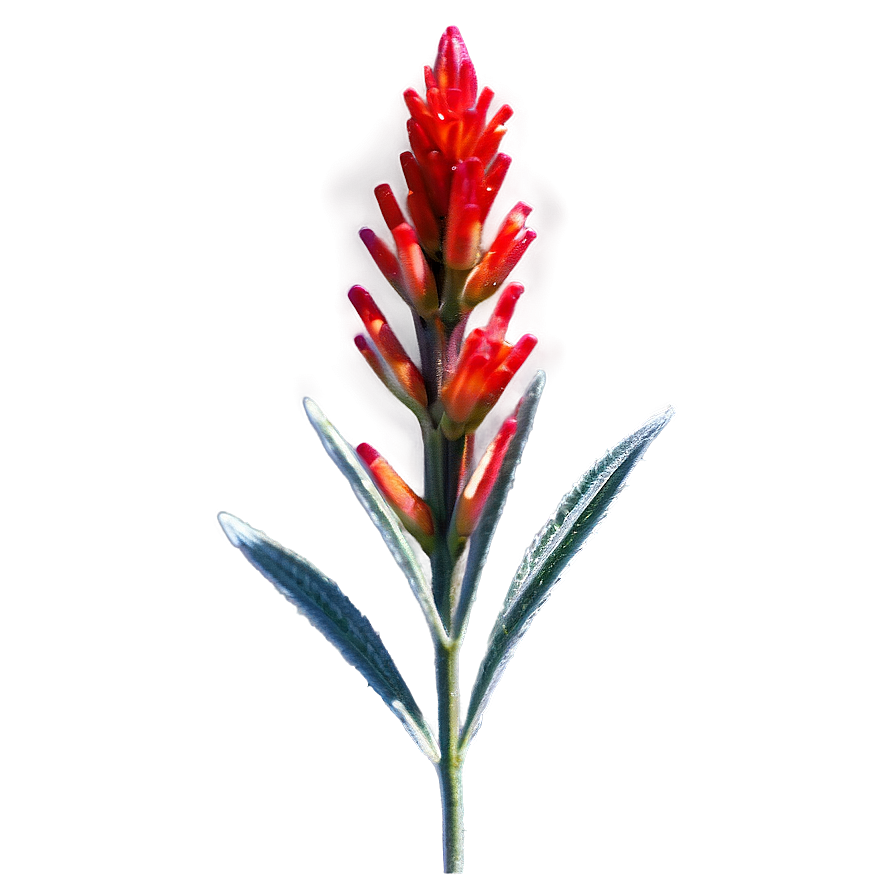 Wyoming State Flower Indian Paintbrush Png Dnu