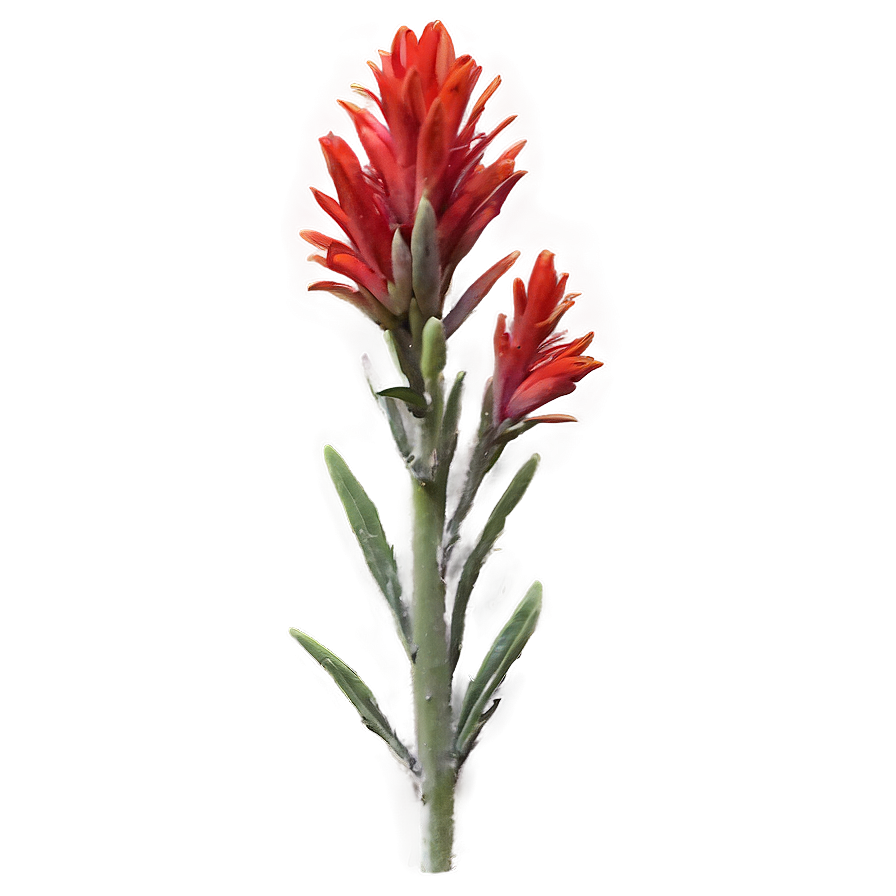 Wyoming State Flower Indian Paintbrush Png Sdk