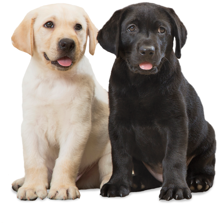 Yellow_and_ Black_ Labrador_ Puppies