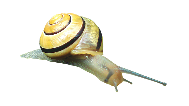 Yellow Banded Snail Black Background PNG image with a transparent background, free high-resolution download