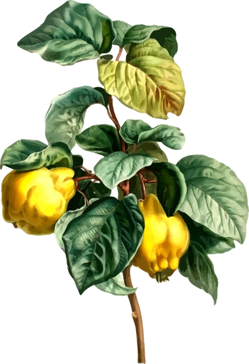 Yellow Bell Pepper Plant Illustration