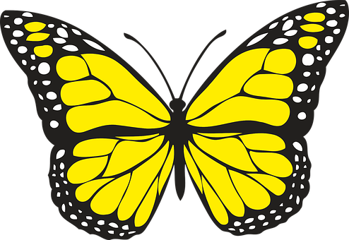 Yellow Black Butterfly Illustration