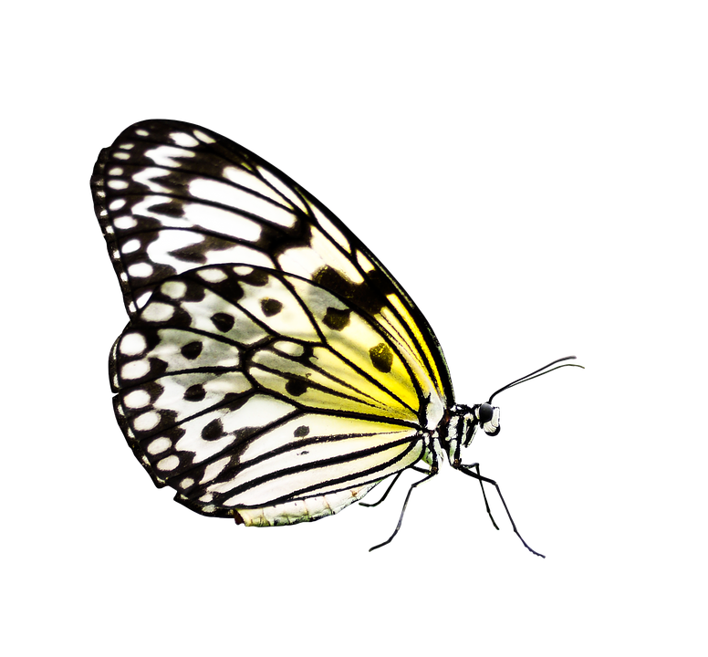 Yellow Black Patterned Butterfly