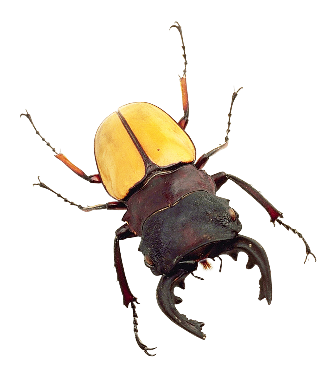 Yellow Black Stag Beetle PNG with transparent background