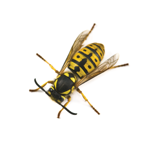 Yellow Black Wasp Isolated PNG with transparent background